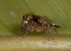 Chapoda