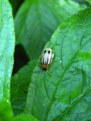 Walterianella exclamationis