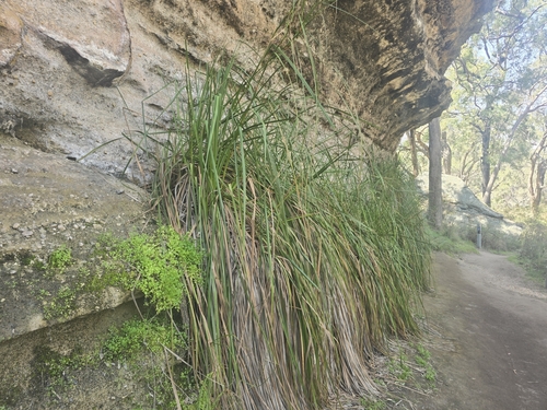 Leafy Twig-rush (Cladium procerum)