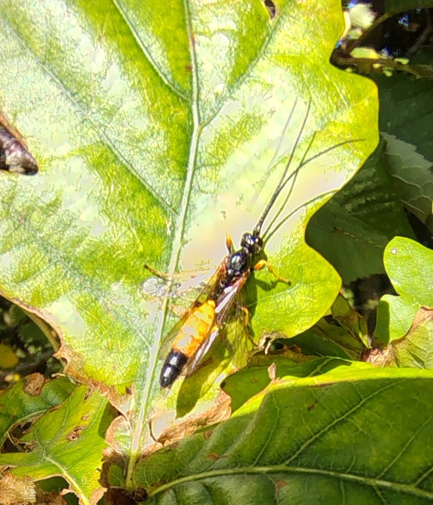 Alomya semiflava