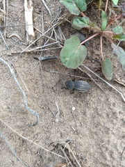 Philolithus morbillosus