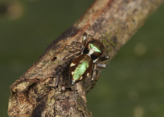 Chapoda