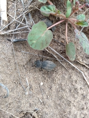 Philolithus morbillosus