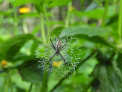 Argiope argentata