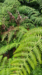 Hypolepis dicksonioides