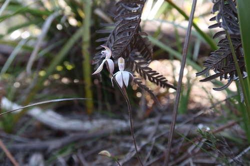 Image of Caladenia gracilis by no rights reserved