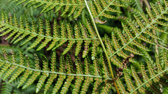 Hypolepis dicksonioides