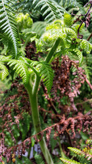 Hypolepis dicksonioides