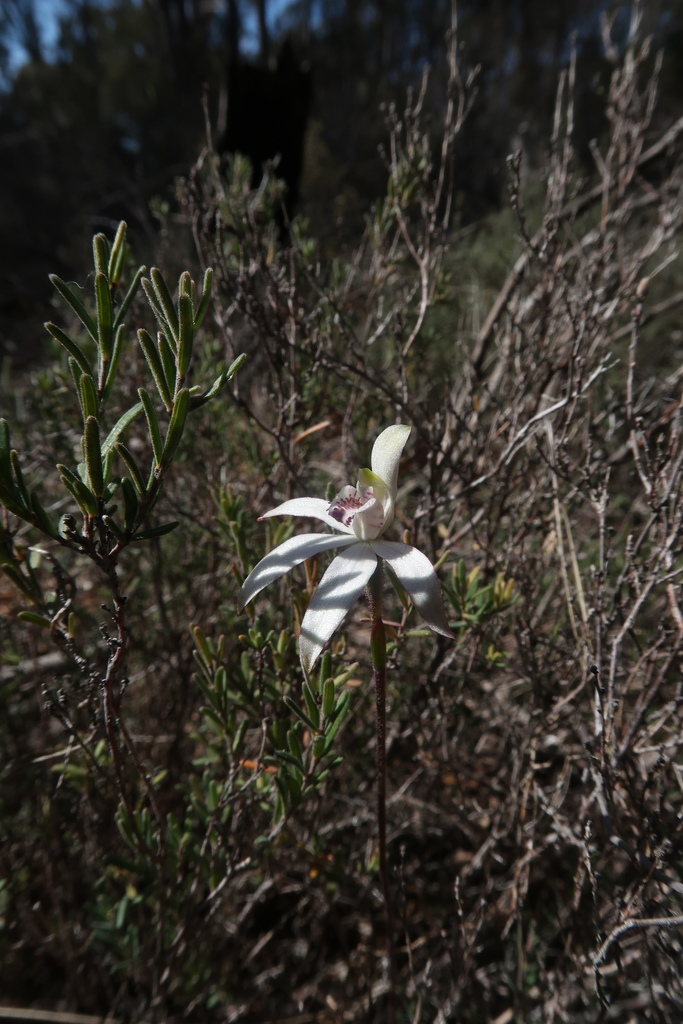 Musky Caladenia from Epping Forest TAS 7211, Australia on October 5