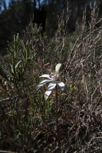 Image of Caladenia gracilis by no rights reserved