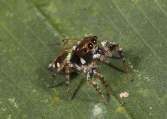 Chapoda