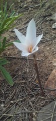 Zephyranthes jamesonii