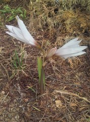 Zephyranthes jamesonii