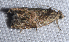 Olethreutes olivaceana