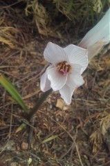 Zephyranthes jamesonii