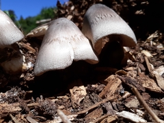 Volvariella volvacea