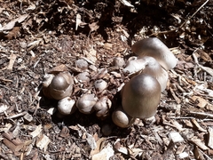 Volvariella volvacea