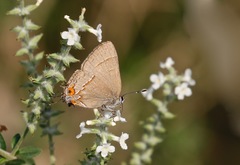 Electrostrymon guzanta