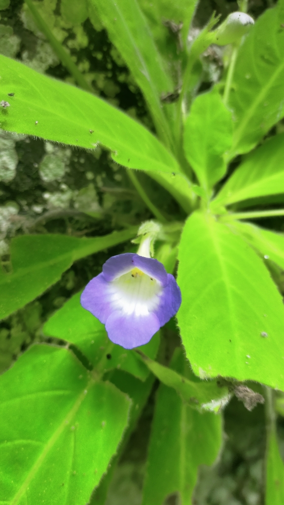 Microchirita Mollissima In September 2025 By Piya Sukkharom INaturalist