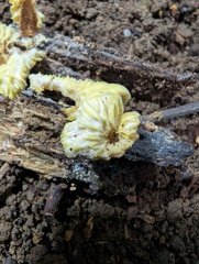 Hypomyces tremellicola