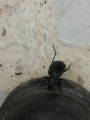 Calosoma peregrinator