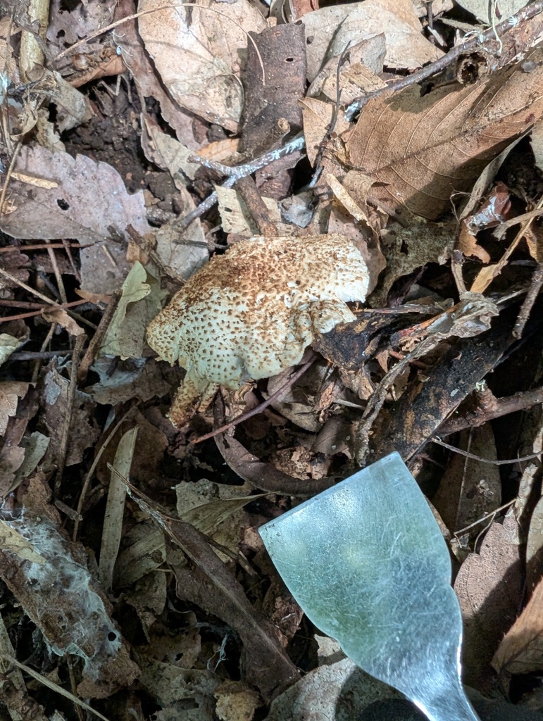 Echinoderma asperum · September 2025 · photo: © atsushi_nakajima_cirque (iNaturalist, cc-by)