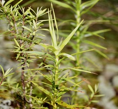 Dracophyllum trimorphum