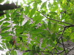 Quiina macrophylla