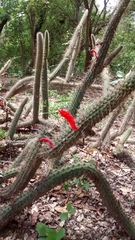 Cleistocactus
