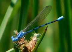 Argia nahuana