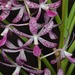 Dipodium ensifolium - Photo (c) Murray Fagg, algunos derechos reservados (CC BY)