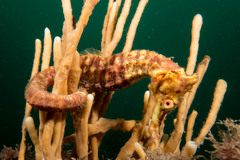 Hippocampus kelloggi