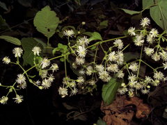 Clematis dioica