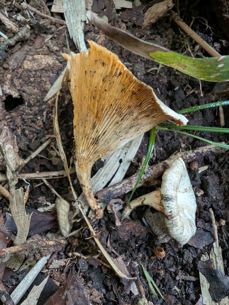Lentinus squarrosulus · September 2025 · photo: © atsushi_nakajima_cirque (iNaturalist, cc-by)