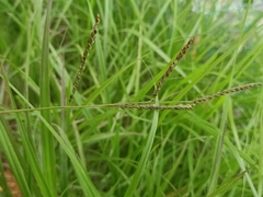Paspalum plicatulum
