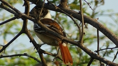 Thamnophilus bernardi