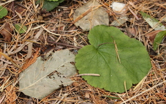 Ozomelis stauropetala