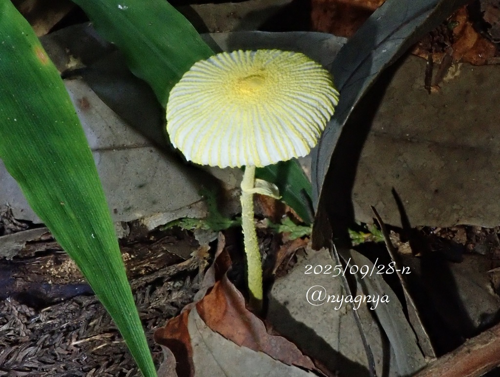 Leucocoprinus fragilissimus · September 2025 · photo: © atsushi_nakajima_cirque (iNaturalist, cc-by)