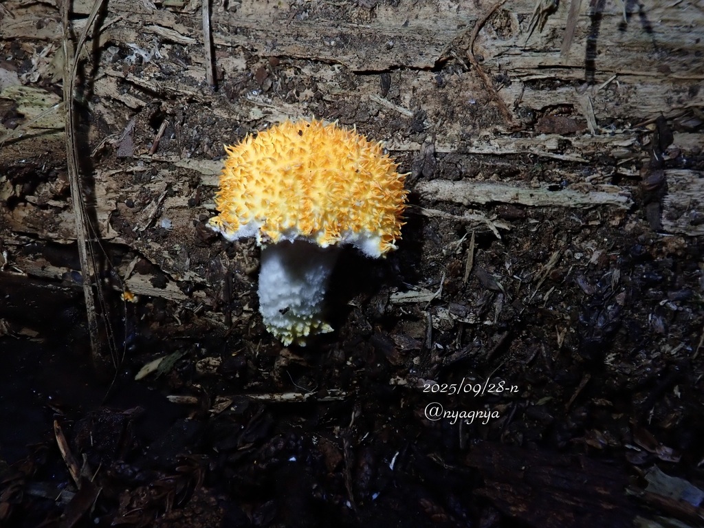 Cyptotrama asprata · September 2025 · photo: © atsushi_nakajima_cirque (iNaturalist, cc-by)