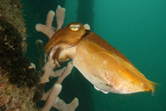 Sepia mestus