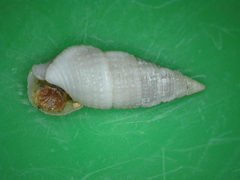 Cerithium zebrum