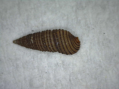 Cerithium zebrum