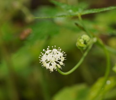 Hydrocotyle geraniifolia