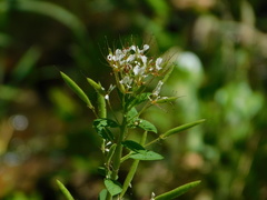 Polanisia dodecandra trachysperma
