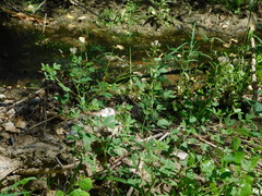 Polanisia dodecandra trachysperma