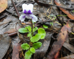 Viola eminens