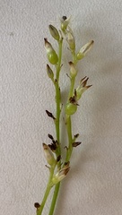 Burchardia multiflora