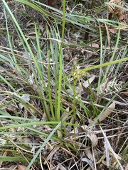 Burchardia multiflora