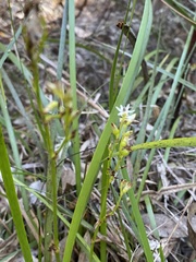 Burchardia multiflora