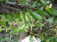 Sageretia elegans